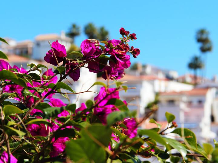 Typische Pflanzen In Andalusien