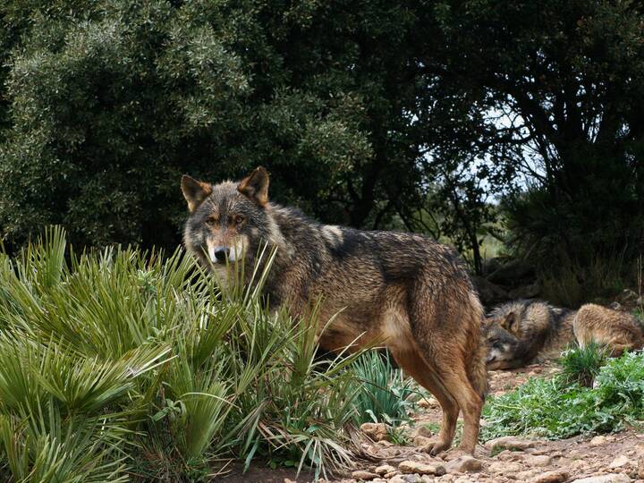 Lobo Park Antequera